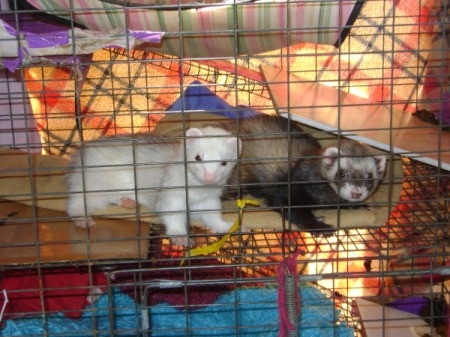 A white ferret and a brown ferret in a cage.