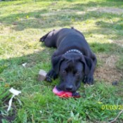 Black Lab type dog laying on the grass