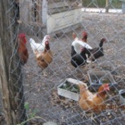 Six chickens in a yard behind a chain link fence.