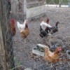 Six chickens in a yard behind a chain link fence.