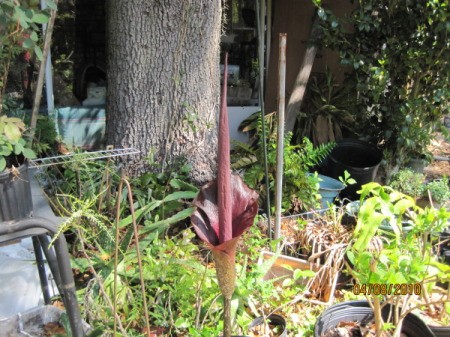 Photo of a Voodoo Lily Bloom