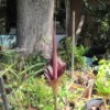 Photo of a Voodoo Lily Bloom