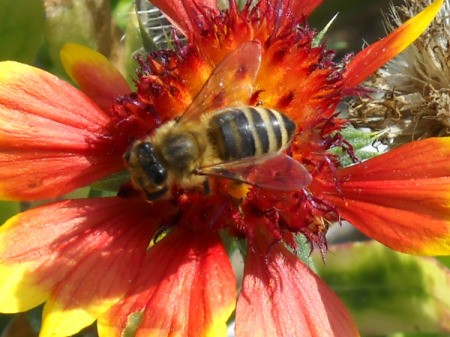 Bee on a red and yellow flower