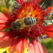 Bee on a red and yellow flower