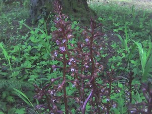 Purple plant with pink flowers