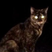 A calico cat with glowing night eyes.