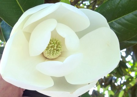 A close up of a white magnolia blossom