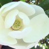 A close up of a white magnolia blossom