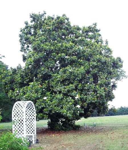 A large magnolia tree.