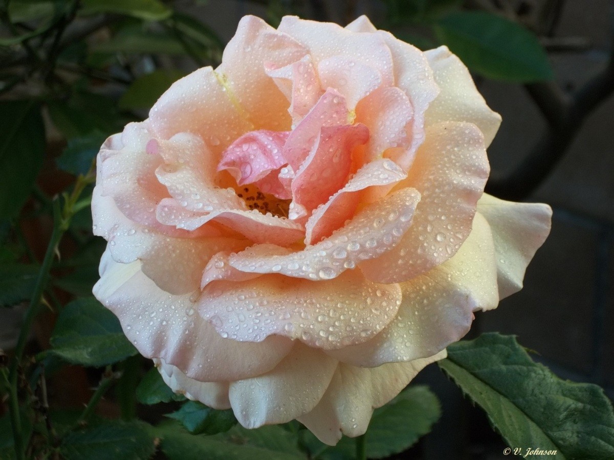 Garden: Unknown Rose | ThriftyFun
