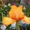 A yellow iris bloom.