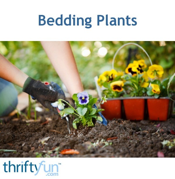 Buying and Transplanting Bedding Plants ThriftyFun