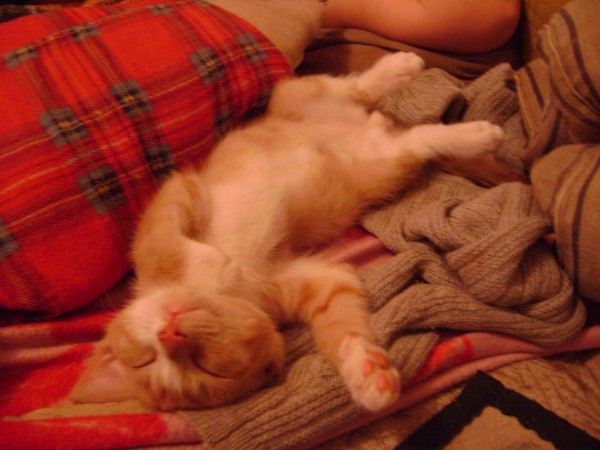 A orange tabby kitten on his back in bedding.