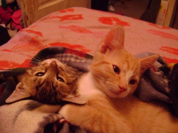 An orange tabby and grey tabby kitten.