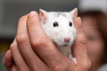A white pet rat being held in a hand.