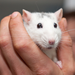 A white pet rat being held in a hand.