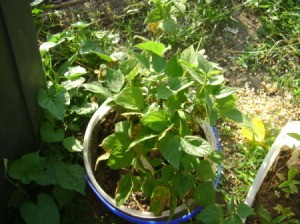 A plant growing in an outdoor container.