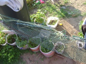 Chicken wire being used in an outdoor garden.