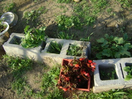 Growing plants in a cinderblock.