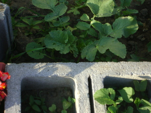 A close up of plants growing in a cinder block.