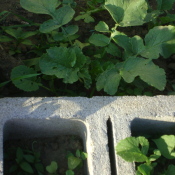 A close up of plants growing in a cinder block.
