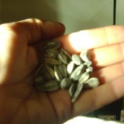 A handful of sunflower seeds in shell.