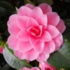 A pink camellia blossom.