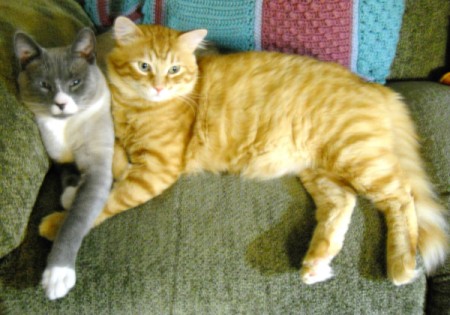 Two cats (one grey and white, one orange tabby) lying together on the sofa