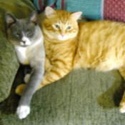 Two cats (one grey and white, one orange tabby) lying together on the sofa