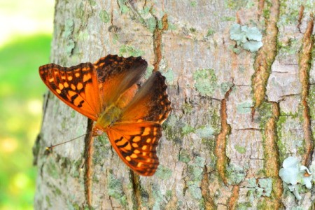 Orange and black butterfly on a tree