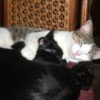 two kitties cuddling