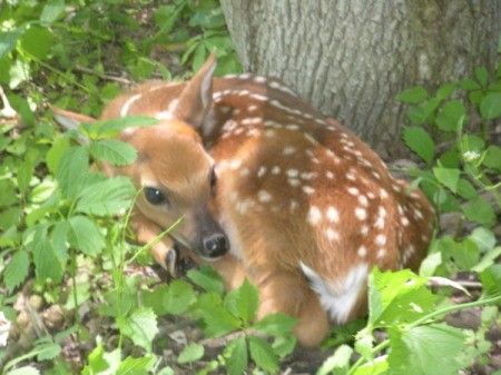 A fawn sleeping under a tree in Wisconsin