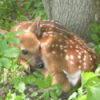 A fawn sleeping under a tree in Wisconsin