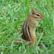 A chipmunk sitting up in some tall grass.