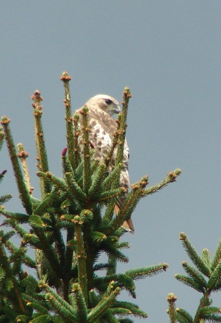 A red tailed hawk at the top of an evergreen tree.