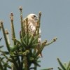 A red tailed hawk at the top of an evergreen tree.