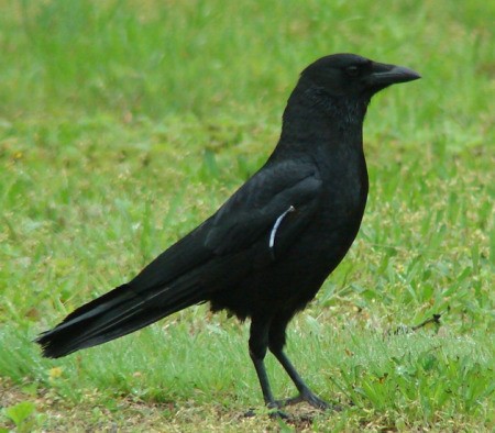 A black crow on grass.