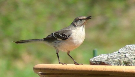 A female mockingbird perched on a birdbath.