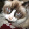 A ragdoll grey and white cat with blue eyes.