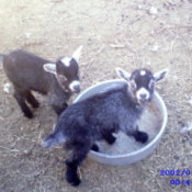 Two pygmy goats in a yard.