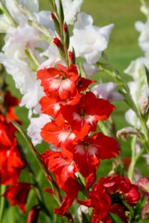 red and white gladioli