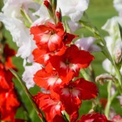 red and white gladioli