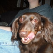 closeup of long haired Dachshund