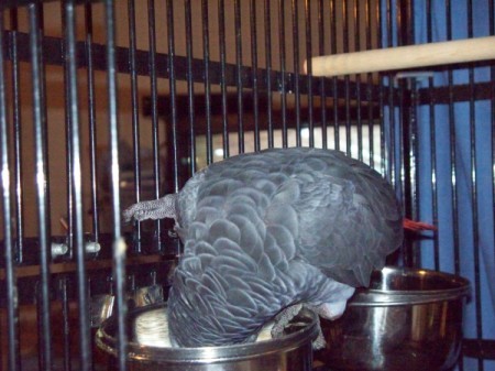 A grey bird eating food in a cage.