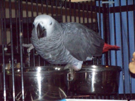 A grey and white bird sitting near food in a cage.