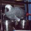 A grey and white bird sitting near food in a cage.