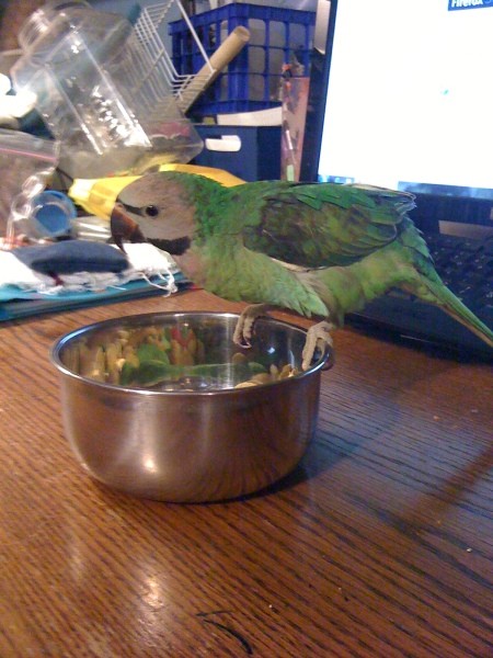 A bird on a table and perched on a metal bowl.