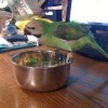 A bird on a table and perched on a metal bowl.