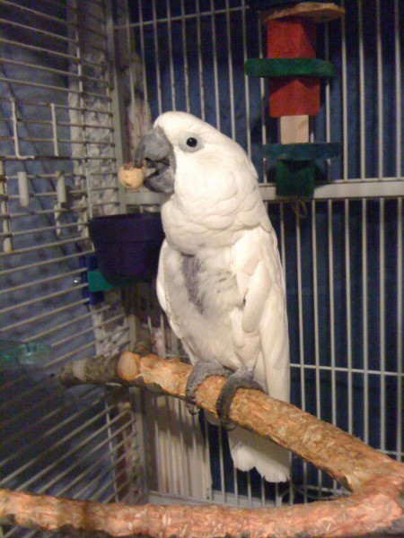 A white bird perched on a branch in a cage.