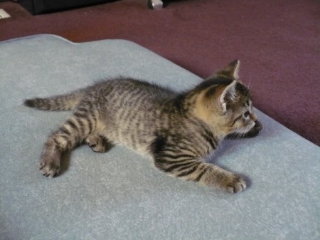 A grey tabby kitten on the floor of a house.
